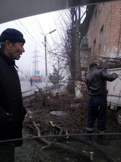«Зеленхоз» Жалал-Абада произвел обрезку многолетних деревьев возле дома №122 по улице Кыргыз Республикасы, - читатель (фото)