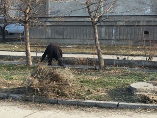 В мкр Джал 8 марта мужчина провел уборку придомовой территории (фото)