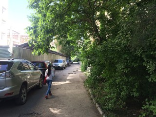 Читатель Асан просит городские службы спилить ветки в переулке Шевченко