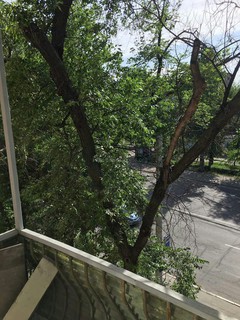 Читатель просит «Зеленстрой» срубить дерево возле дома №14 проспекта Ч.Айтматова (фото)