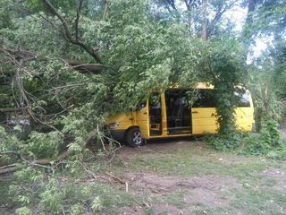 Фото — Из-за ветра в парке «Сейил» возле госрезиденции «Ала-Арча» <b>на микроавтобус с детьми упало дерево</b>