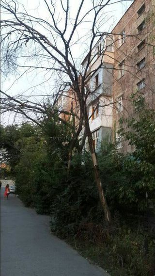 «Зеленстрой» выполнит вырубку аварийного дерева во дворе дома 41 в 5 мкр Бишкека