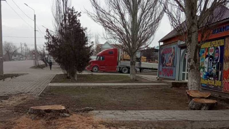 В Бишкеке на Ауэзова-Сатыбалдиева срубили здоровое дерево, - горожанин (фото)