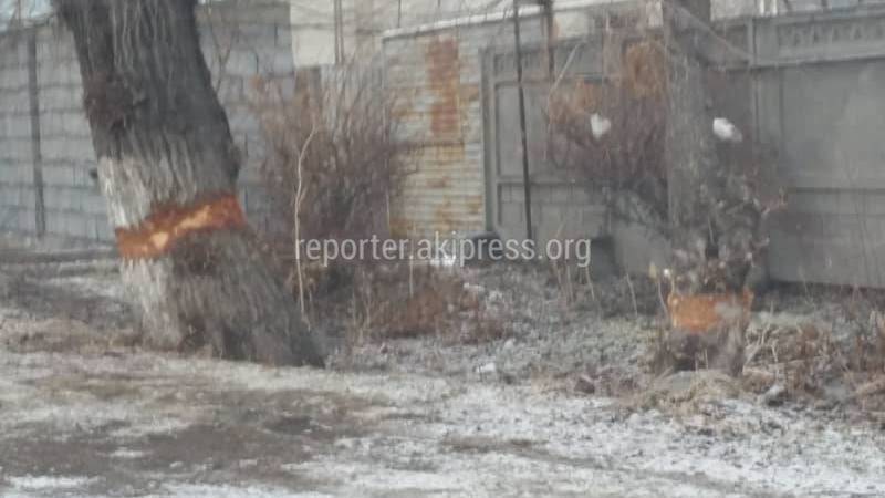 В селе Ленинское в Сельповском переулке, умышленно убивают деревья, - местный житель (фото)