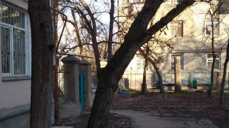 На ул.Льва Толстого во дворе дома №16 аварийные деревья представляют угрозу, - житель