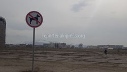 В Бишкеке на пр.Ч.Айтматова запрещают выгуливать собак, - горожанка (фото)