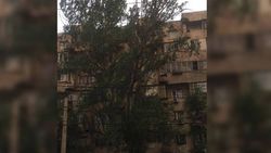 Видео — На Тыныстанова-Боконбаева наклонилось дерево