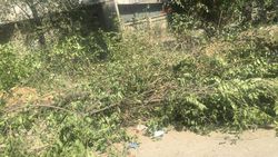 На ул. Элебаева во дворе дома №5 срубили молодые деревья (видео)