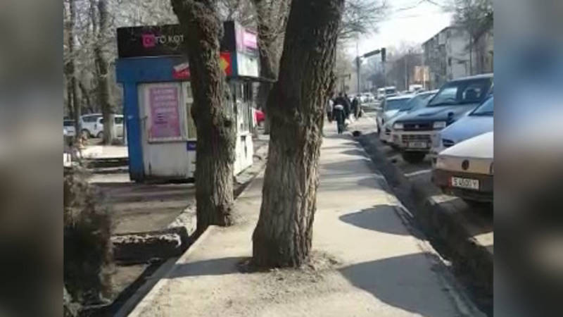 На Молодой Гвардии - Токтогула замуровали дерево по середине тротуара (видео)