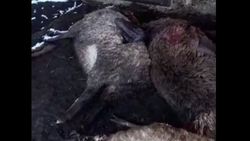 Видео — В Иссык-Кульской области бездомные собаки загрызли овец