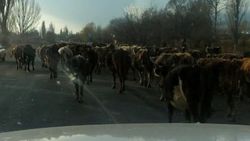 Перегон скота через скоростную трассу создает аварийные ситуации, - жители Иссык-Кульского района