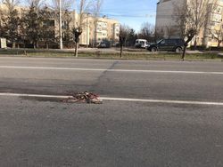Горожанин просит убрать труп собаки на улице Токомбаева в мкр Асанбай <i>(фото)</i>