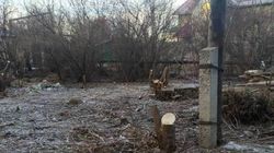 На Фере-Дачной в Бишкеке срубили деревья, - очевидец