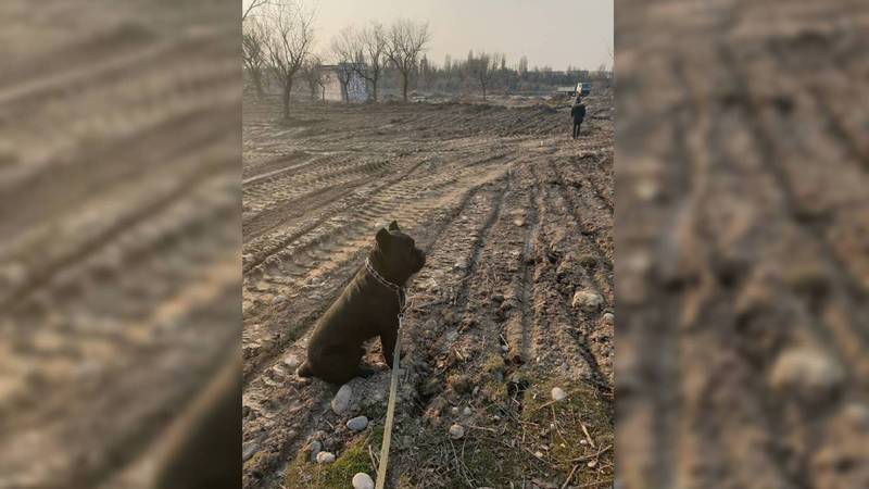 Будет ли в новом парке в Бишкеке площадка для выгула собак?