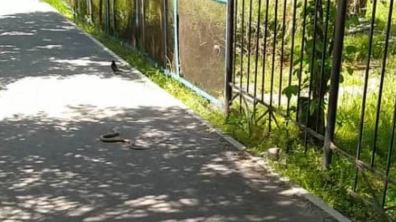 Бишкекчанка обнаружила в 7 мкр змею. Видео