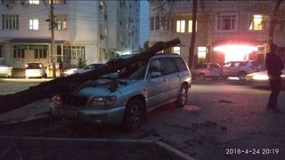 Из-за сильного ветра дерево упало на припаркованную машину на Боконбаева-Панфилова (фото)