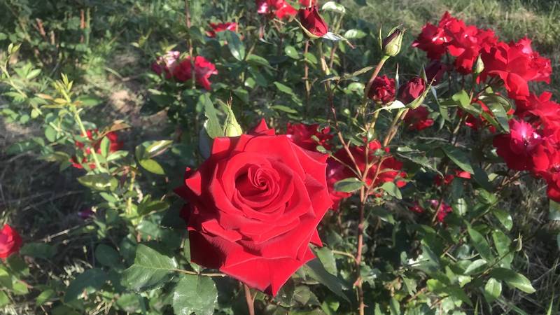 Красивые розы в парке Победы в Бишкеке. Фото горожанина Замира