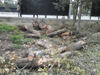 Из-за ДТП вырубили ели в лесопосадке в 8 мкр Бишкека вдоль Южной магистрали <b>(фото)</b>