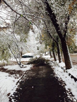 Из-за снега на улицах Бишкека обвалились деревья и ветви <b>(фото)</b>