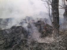 Южнее парка Ататюрка мусор сжигают вместе с живыми деревьями, сообщает читатель