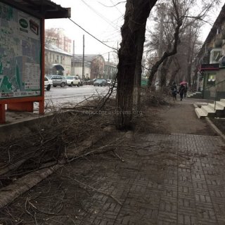 Прошло уже 6 дней после ДТП с троллейбусом по Московской, из-за которого спилили деревья, но ветви до сих пор не убрали, - житель <b>(фото)</b>