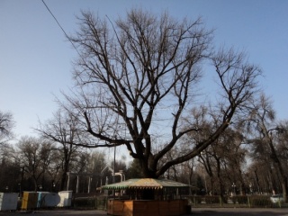 Сохраните пожалуйста дерево, которое является ровесником Бишкека, - читатель <b> (фото) </b>