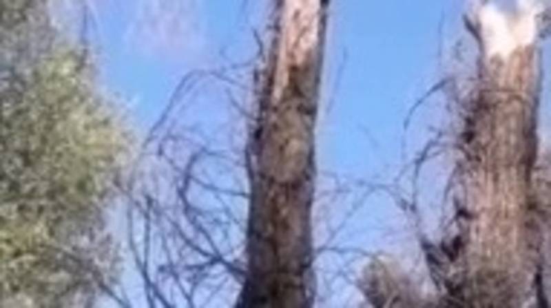 Горожанин жалуется на высохшие деревья на ул.Жукеева-Пудовкина. Видео