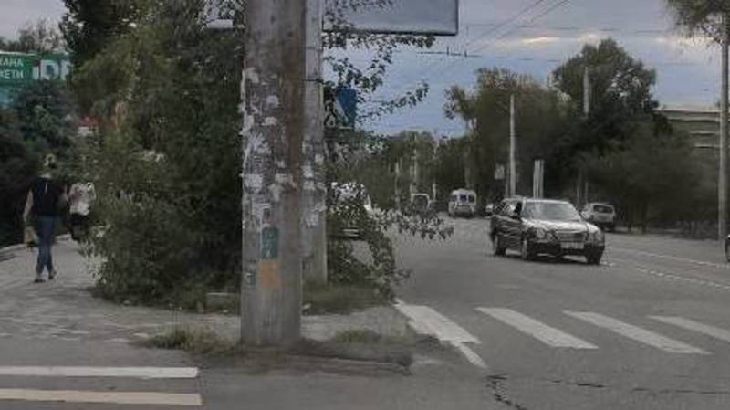 Куст закрывает обзор водителям при повороте с Тыныстанова на Ахунбаева. Фото