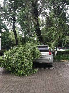 В центре Бишкека во время ветра ветка упала на припаркованную машину