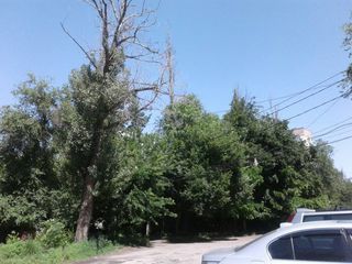 Когда уберут аварийные деревья на Шевченко-Чуйкова? - бишкекчанин