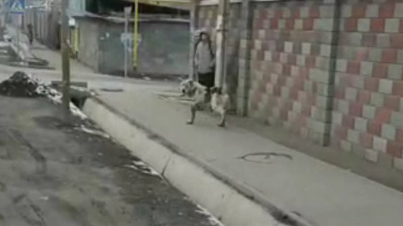 По улицам жилмассива Көлмө свободно разгуливал алабай. Собаку поймали и посадили в «опорку». Видео