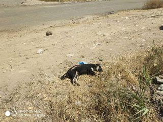 В жилмассиве Арча-Бешик лежит труп собаки. Жители просят ее забрать