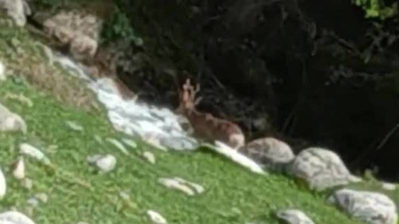 Чабаны сняли на видео, как олень переходит речку