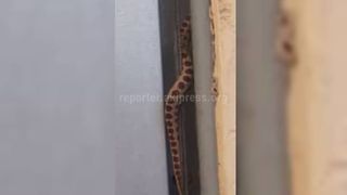 Фото — Змея заползла в частный дом на окраине Бишкека