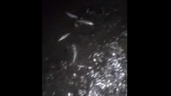 В водохранилище Ала-Арча-3 рыба гибнет из-за жары, - местный житель (видео)