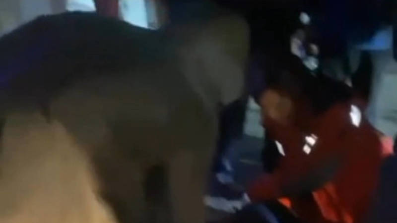 В Новопокровке на «зебре» сбили женщину. Видео с места аварии