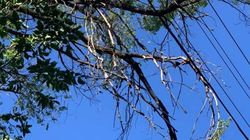 Горожанин сообщает о сухих деревьях на Элебаева. Видео