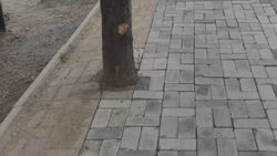 На Токтоналиева плотно заложили брусчаткой стволы деревьев. Фото