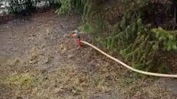 Первомайский акимиат поливает газон питьевой водой, - горожанин. Видео