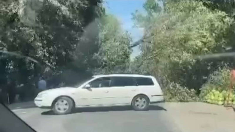 В Биримдике дерево упало и заблокировало дорогу. Видео