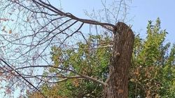 «Бишкекзеленхоз» проведет работы по подготовке деревьев к зиме