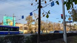 «Закрывают рекламный щит?» Зачем мэрия обрезает деревья на Айтматова? Фото
