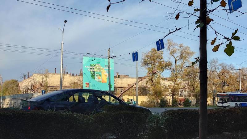 «Закрывают рекламный щит?» Зачем мэрия обрезает деревья на Айтматова? Фото