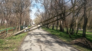 В парке Ататюрка дерево упало и опасно свисает над тротуаром, а в жилмассиве «Арча-Бешик» вывеска отделения ГРС угрожает прохожим <b><i> (фото) </i></b>