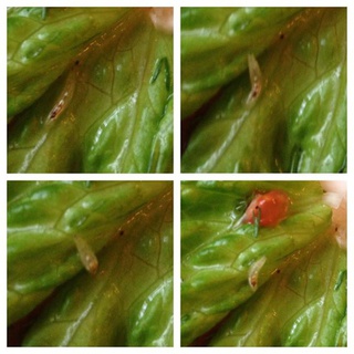 Клиент в салате в «Кофейне 135» обнаружил прозрачных червяков и личинок, - читатель <b><i>(фото)</i></b>
