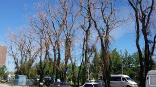 На ул. Анкара возле магазина «Арзан» все деревья высохли, кто за это в ответе? - читатель <b><i>(фото)</i></b>