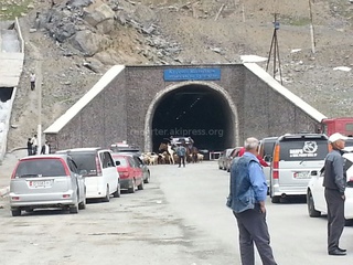 Закрыв проезд для автомобилей, в дневное время по тоннелю перевала Тёо-Ашуу перегоняли табун лошадей и отару овец, - читатель <b><i>(фото)</i></b>