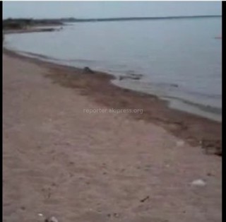 На Южном берегу владельцы собаки позволяют ей купаться в озере и делать там все свои «дела», - читатель <b><i>(видео)</i></b>
