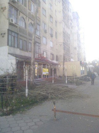 В связи с пристройкой на улице Ибраимова вырублены 2 тополя, - «Зеленстрой Бишкека»