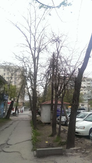 Работа по аварийным деревьям будет выполнена после инвентаризации, - «Зеленстрой Бишкека»